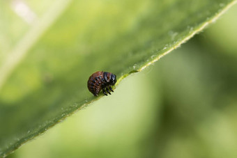 科罗拉多州土豆甲虫幼虫吃土豆叶子瘦子叶