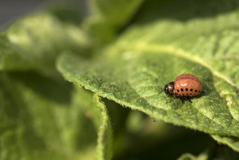 科罗拉多州土豆甲虫幼虫吃土豆叶子瘦子叶