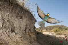 欧洲食蜂鸟梅罗普斯蜂巢飞行巢