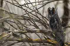 长耳猫头鹰年轻的asio奥图斯栖息分支机构