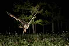 长耳猫头鹰asio奥图斯狩猎晚上飞行飞行