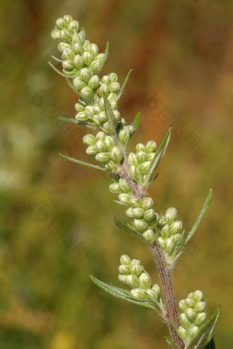 阿特米萨寻常的过敏原<strong>植物</strong>