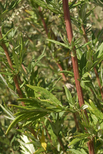 阿特米萨寻常的过敏原<strong>植物</strong>