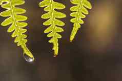 水下降蕨类植物黎明背光