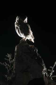 雅典noctua猫头鹰栖息岩石晚上猫头鹰