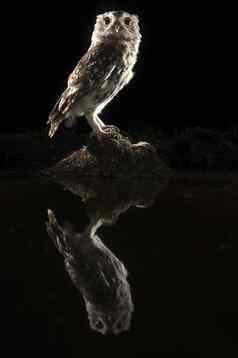 雅典noctua猫头鹰栖息岩石晚上反射