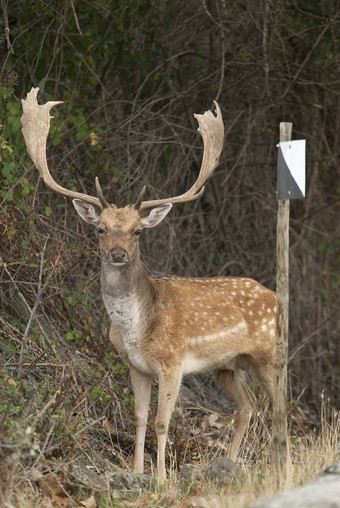 休耕的鹿女士女士西班牙狩猎储备标志
