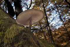 真菌山毛榉森林