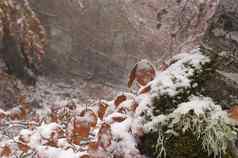 山毛榉叶子树干雪颜色秋天