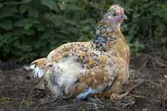 母鸡小鸡保护母亲的feath