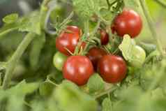 集团西红柿日益增长的蔬菜花园有机农业