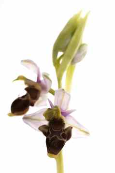 野生兰花南部西方欧洲蜜蜂兰花ophrys