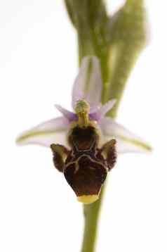 野生兰花南部西方欧洲蜜蜂兰花ophrys