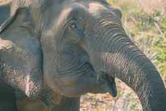 大象森林特写镜头前面亚洲大象我愿意