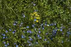 早期夏天草地草开花蓝色的黄色的野花术后山
