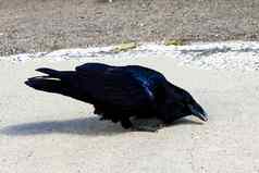 黑色的乌鸦坐在路吃食物