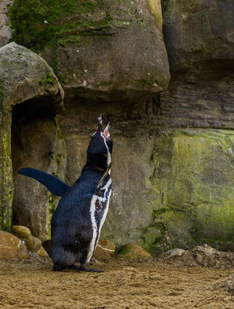 有趣的洪堡企鹅尖叫使硬声音waterbird太平洋海岸威胁动物specie