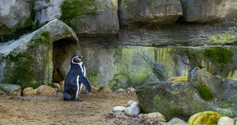 可爱的洪堡<strong>企鹅</strong>站前面洞穴威胁水鸟脆弱的状态动物specie太平洋海岸