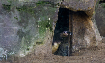 洪堡企鹅洞穴脸溜鸟首页脆弱的动物物种