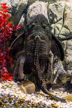 奥里诺科河sailfin鲶鱼常见的普莱科黑色的黄色的斑驳的模式热带鱼河流墨西哥
