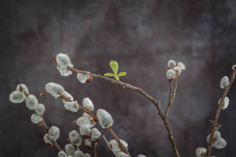 分支机构花柳树猫黑暗背景