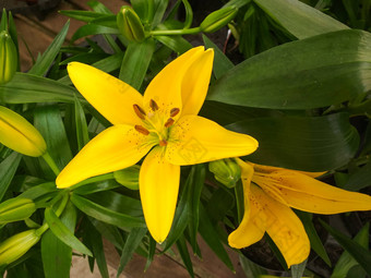 特写镜头黄色的莉莉花萱草属植物莉莉奥阿斯菲德鲁斯