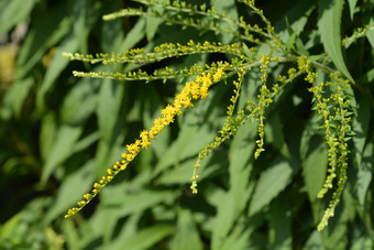 加拿大秋<strong>麒麟</strong>草属植物