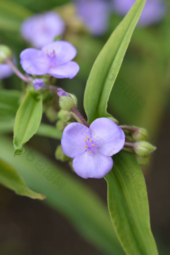 紫露草属花