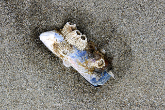 鲍鱼壳牌覆盖贝壳谎言沙子低潮