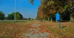 小径公园覆盖下降叶子树树干