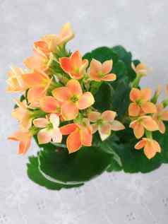 长寿Blossfeldiana橙色颜色花朵绿色叶子白色背景