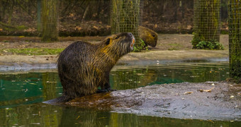 河狸鼠坐着水一边半水生啮齿动物南美国
