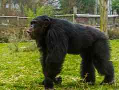 黑色的常见的黑猩猩走使有趣的脸濒临灭绝的动物specie非洲