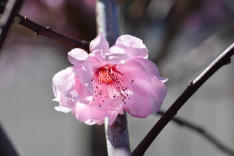 purple-leafed<strong>李子</strong>