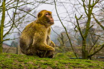 特写镜头肖像巴巴莉短尾猿濒临灭绝的动物specie非洲猴子坐着草