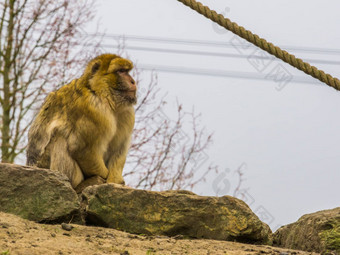 巴巴莉短尾猿濒临灭绝的猿山摩洛哥<strong>猴子</strong>肖像