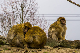 爱夫妇巴巴莉短尾猿拥抱动物家庭濒临灭绝的动物specie非洲
