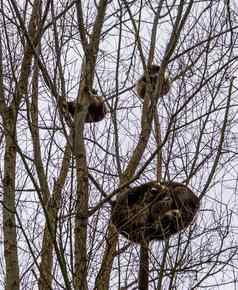 常见的浣熊睡觉高树一天时间浣熊夫妇休息关闭热带动物美国