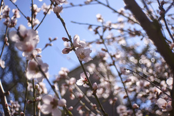 白色桃子花朵春天