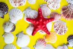 红色的海星白色贝壳黄色的背景