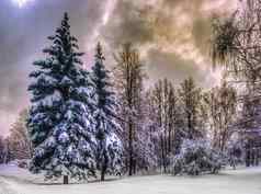 圣诞节冬天景观云杉松树覆盖雪