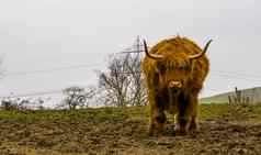 高地牛小便苏格兰牛受欢迎的农场动物