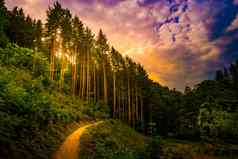 徒步旅行路径日落美丽的森林全景视图鼓舞人心的夏天景观森林
