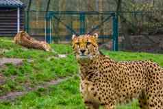 特写镜头肖像猎豹受欢迎的动物园动物脆弱的动物specie非洲