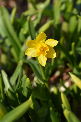 <strong>水仙花</strong>tetetete