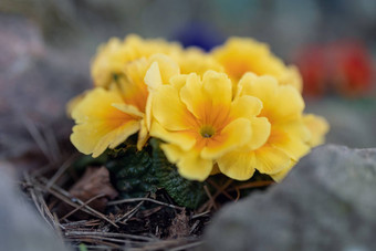盛开的黄色的花报春