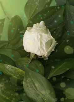 白色干玫瑰水滴叶子