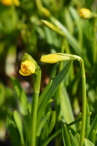 <strong>水仙花</strong>tetetete