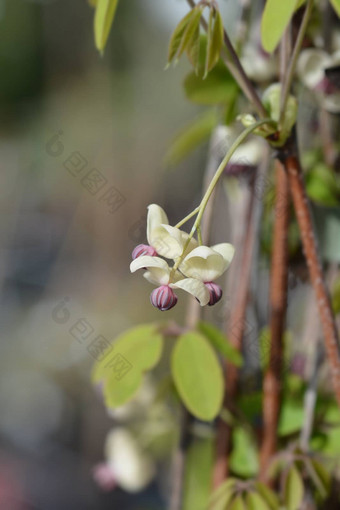 five-leaf木通属银钟