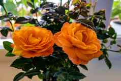 美丽的明亮的橙色玫瑰味蕾春天夏天美